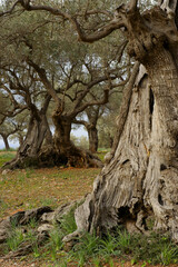 Fototapeta premium Son Marroig. Olivar.Deia.Sierra de Tramuntana.Mallorca.Baleares.España.