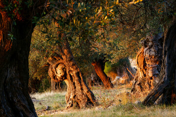 Olivos. Deia.Mallorca.Illes Balears.España.