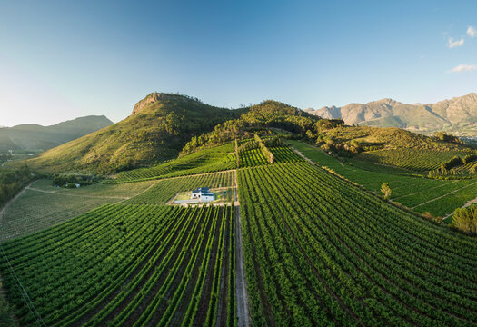 Aerial view of wine vineyards near Franschhoek, Western Cape