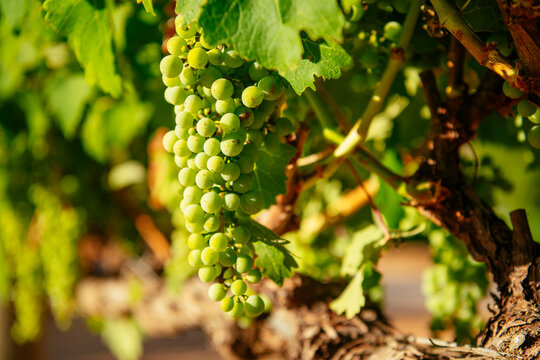 Wine Grapes, Stellenbosch, Western Cape