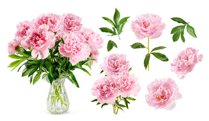 Set of pink peonies isolated on white. Pink flowers with leaves and bouquet of peonies. on white...