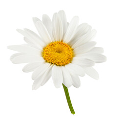 Chamomile flower isolated. Head of chamomile on white background.