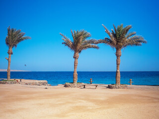 Palm trees on the Red Sea. High quality photo