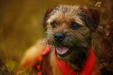 Border terrier dog in a spring meadow