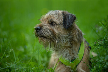 Border terrier dog in a spring meadow