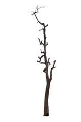 Beautifully shaped brown trees stand apart against a white background.