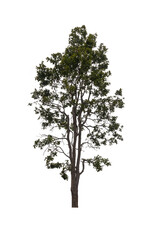 Obraz premium Cutout tree for use as raw material for editing work. Isolated beautiful green deciduous tropical green trees on white background with