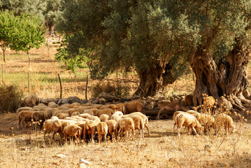 Rebaño de ovejas en el olivar.Biniatzar. Bunyola. Tramuntana.Mallorca.Illes Balears.España.