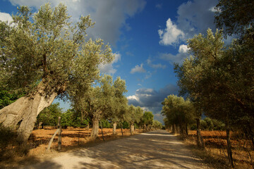 Olivos.Biniatzar. Bunyola. Tramuntana.Mallorca.Illes Balears.España.