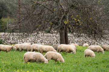 Sheep grazing, Alqueria d Avall, Bunyola, region of the Serra de Tramuntana, Mallorca, Spain