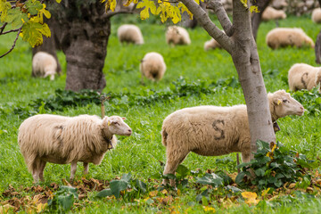 Naklejka premium Sheep grazing, Alqueria d Avall, Bunyola, region of the Serra de Tramuntana, Mallorca, Spain