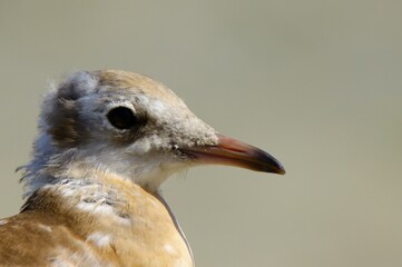 close up of a seagull