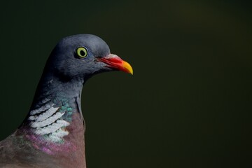 portrait of a pigeon