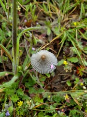 flower in the garden