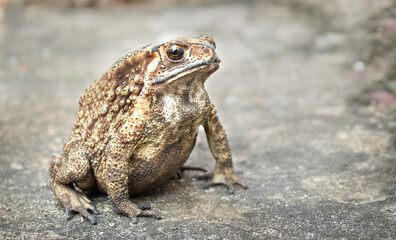 Single close up toad European common spadefoot  in the nature habitat.