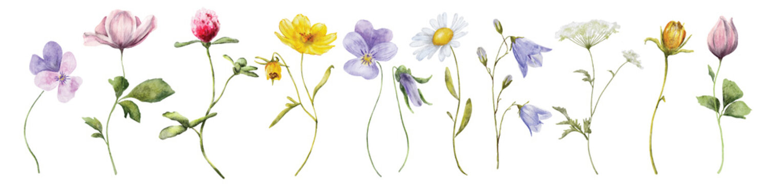 wild flowers watercolor set. botanical hand drawn illustration