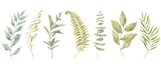 Watercolor botanical illustration. Green branches with leaves
