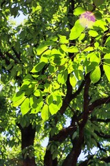 初夏の晴れた空と新緑　エコロジーイメージ