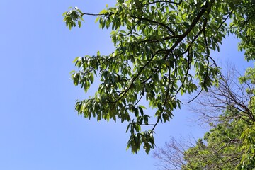 初夏の晴れた空と新緑　エコロジーイメージ