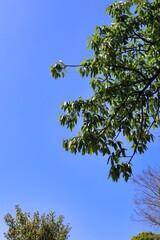 初夏の晴れた空と新緑　エコロジーイメージ