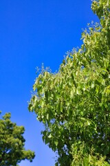 初夏の晴れた空と新緑　エコロジーイメージ