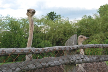two ostriches with a fence - obrazy, fototapety, plakaty