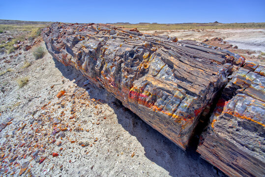 A petrified log along the trail to Martha's Butte in Petrified Forest National Park, Arizona, United States of America