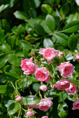 Inflorescence de roses de France.