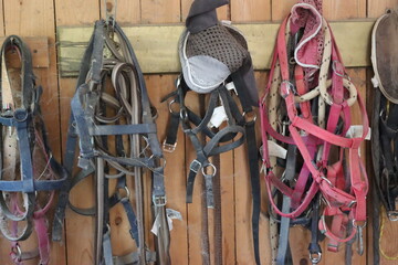 bridles for horses hanging in the barn-