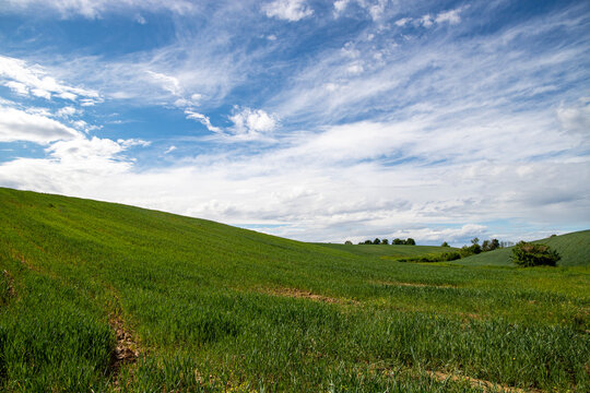 Wheat field in spring near Novara, Novara, Piedmont, Italy