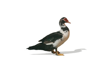 black and white backyard goose-