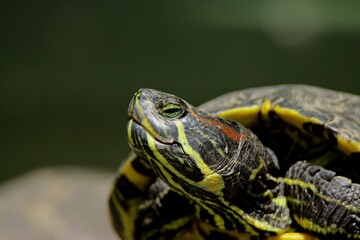 Obraz premium turtle on the grass