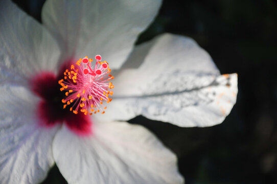 Zoom in to see the details of the pistils and stamens of an ibiscus flower