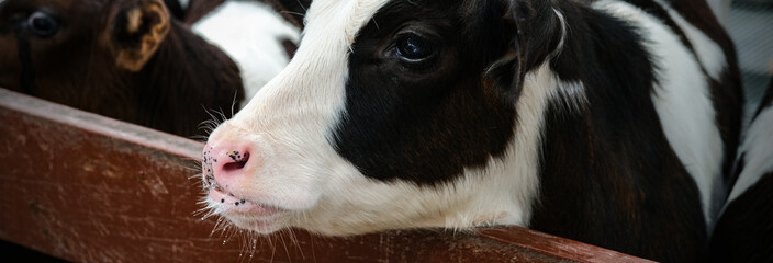 Young curious calfs on background of green grass, Cute calf looks into the object, A cow stands inside a ranch next to hay and other calves, Baby cow on the farm © suriyapong