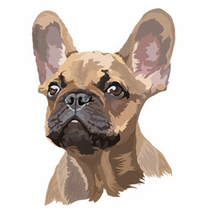 French Bulldog. Vector illustration. Portrait