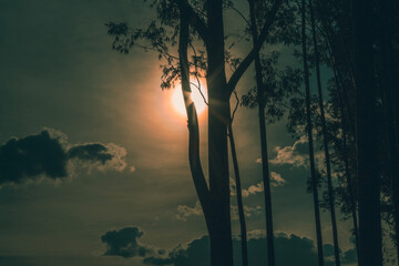 beautiful sunset between the trees - por sol - silhueta - silhouette - obrazy, fototapety, plakaty