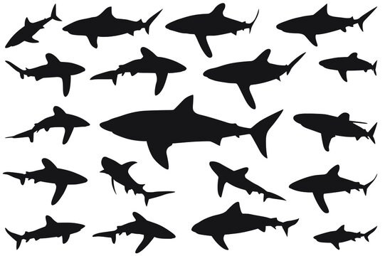 shark silhouette, Set of sharks. collection of silhouettes of predatory swimming marine fish