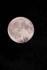 Fototapeta premium Moon