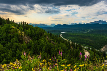 Nenana River Valley with Wildflowers viewed from Sugarloaf Mountain,, Denali NP AK © Claire