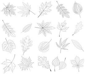 tree leaf set on white background sketch, outline, isolated, vector