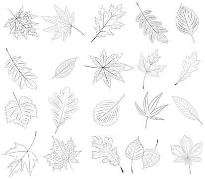 tree leaf set on white background sketch, outline, isolated, vector