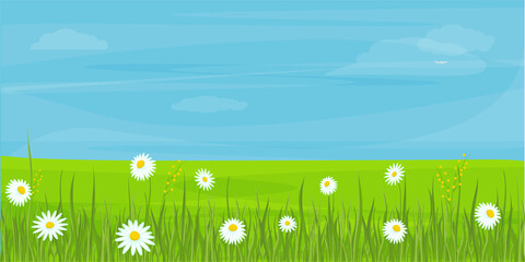 Field, meadow with chamomile. A plain with white flowers and grass. Blue sky. Vector