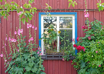 Old wooden window overgrown with blooming flowers and plants in summer