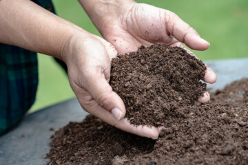 Hand holding peat moss organic matter improve soil for agriculture organic plant growing, ecology concept.