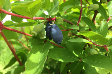 Ripe and green honeysuckle berries on a branch outdoors