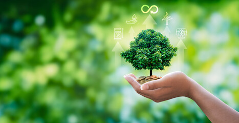 Hand hold the tree grows on pile money with circular economy icon,The concept of eco infinity, Renewable enwergy and circular economy for future growth of business and environment sustainable.