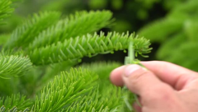 Nordmann 이미지 – 찾아보기 979 스톡 사진, 벡터 및 비디오 | Adobe Stock