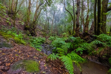 La Gomera, island of lush forests, incredible greens, water, rivers, sun and beach.

