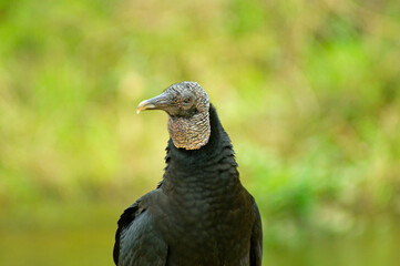 Black vulture over green vegetation background. Pauba beach, Brazil