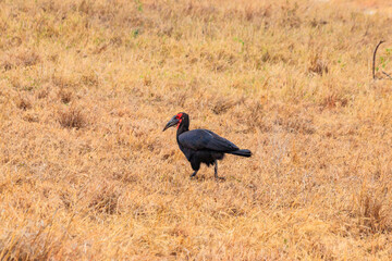 Southern Ground hornbill (Bucorvus leadbeateri) in dry grass in Tarangire national park, Tanzania